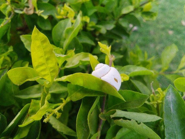 Photo seashell on plants