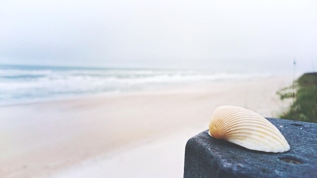 Seashell on rock at beach