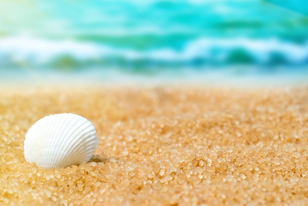 Seashell in the sand on the background of beach and sea Toned