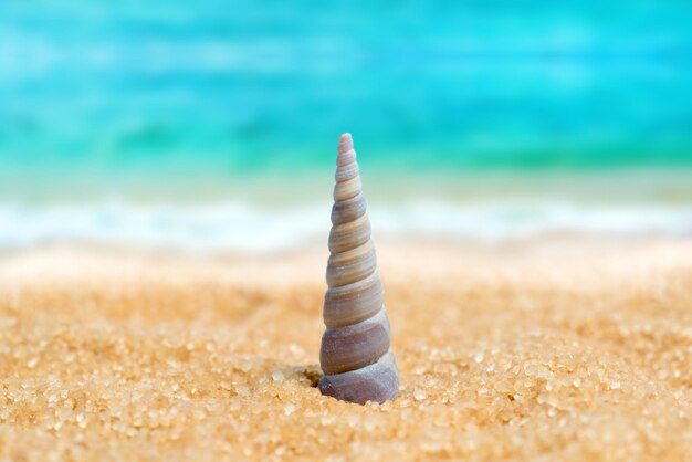 Seashell in the sand on the background of beach and sea