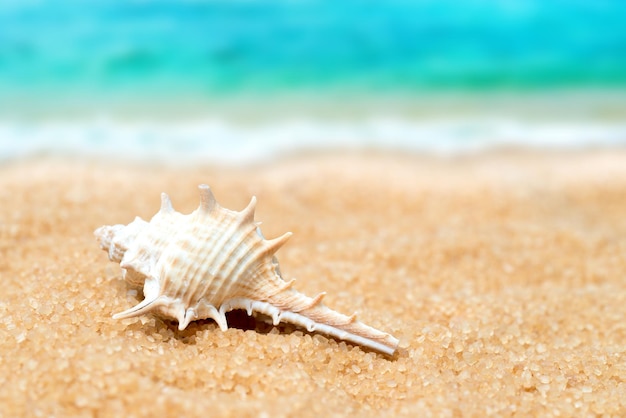 Seashell in the sand on the background of beach and sea