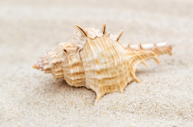 Seashell on the sand Close up