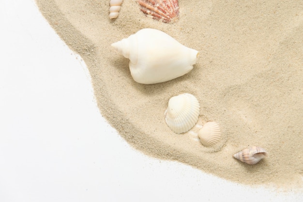 Seashell on the sand. Vacation concept