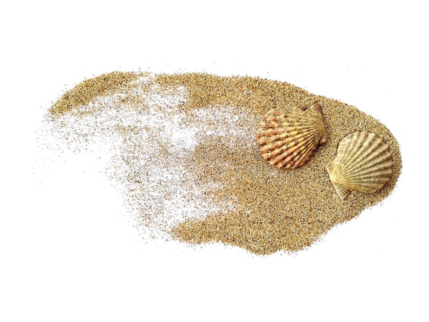 Seashell in the sand on white background