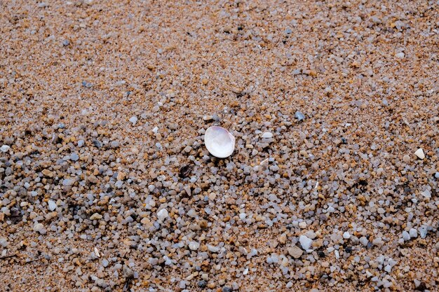 Seashell on sand