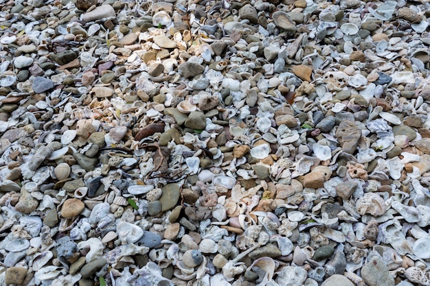 Photo seashell shells along the seashore