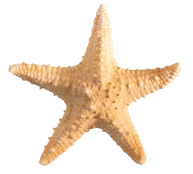 Vista dall'alto delle stelle marine conchiglia isolata su sfondo bianco con tracciato di ritaglio