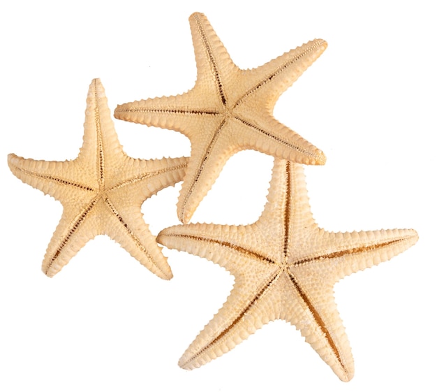 Seashell starfish top view isolated on white background with clipping pathback side