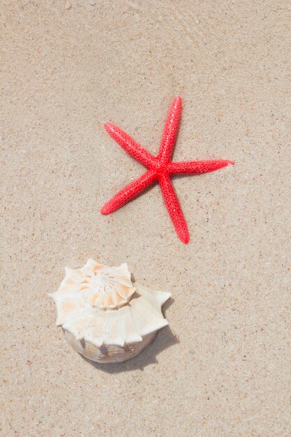 Foto conchiglia e stelle marine in spiaggia di sabbia bianca