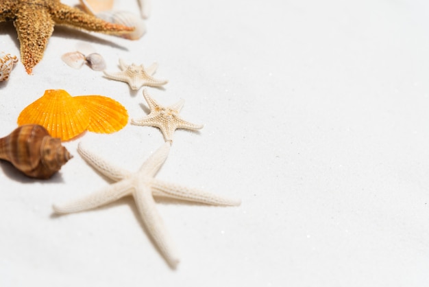 seashell and starfish on white sandy beach background 