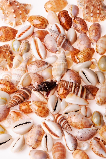 Seashell textures