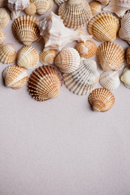 Seashell wall. Collection of seashells on a pastel wall