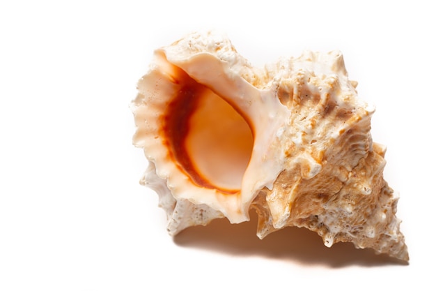 分離された白い背景の上の貝殻