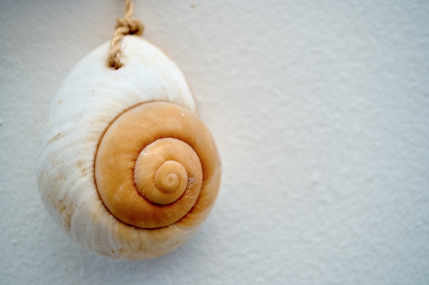 Seashell in white wall background