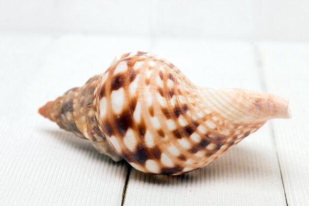 Seashell on white