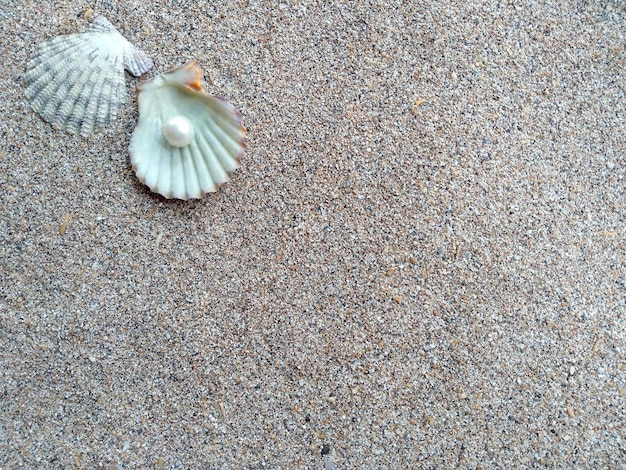 Seashell with a pearl on a beach sand