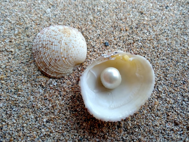 Seashell with a pearl on a beach sand