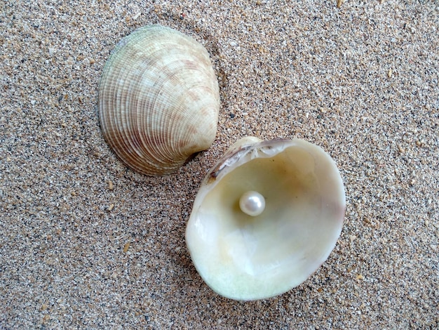 Seashell with a pearl on a beach sand