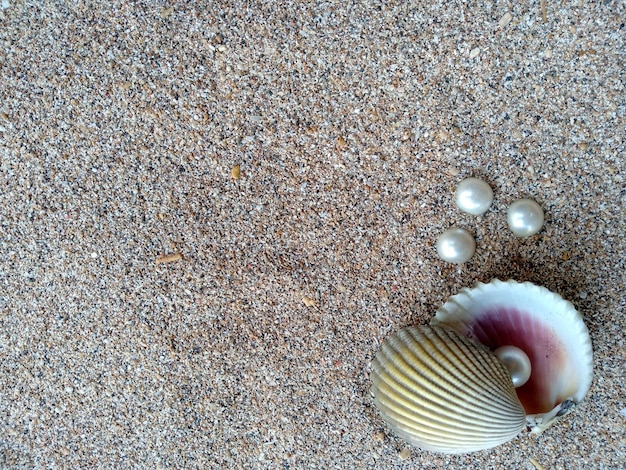 Seashell with a pearl on a beach sand