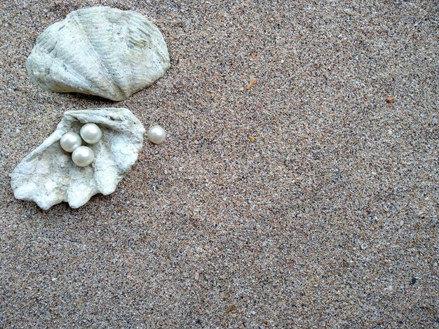 Seashell with a pearl on a beach sand