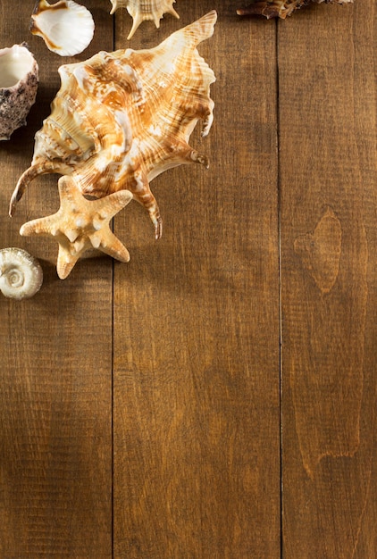 Seashell on wooden background texture