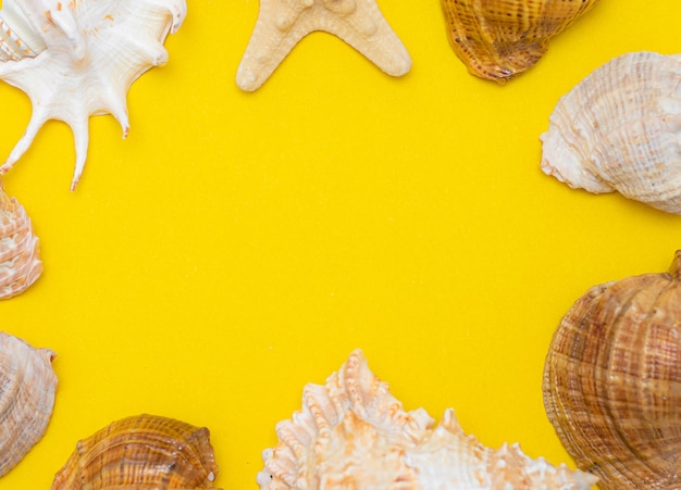 seashell on yellow layout