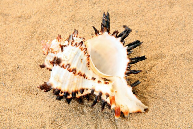 Seashell