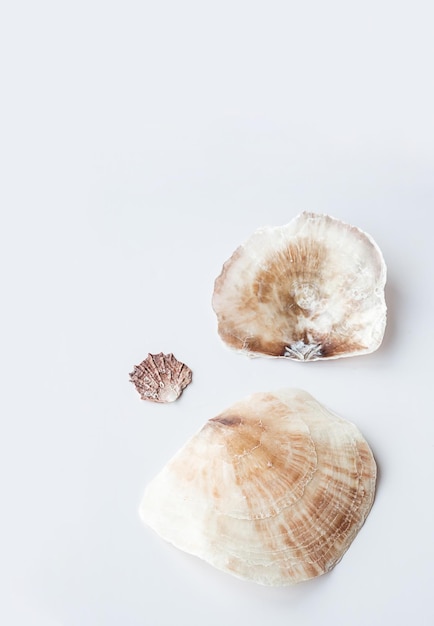 Seashells aesthetic Minimalistic still life of sea shells