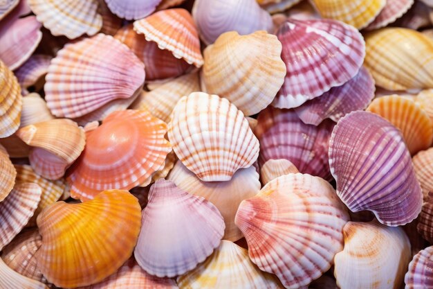 Seashells background closeup of colorful seashells