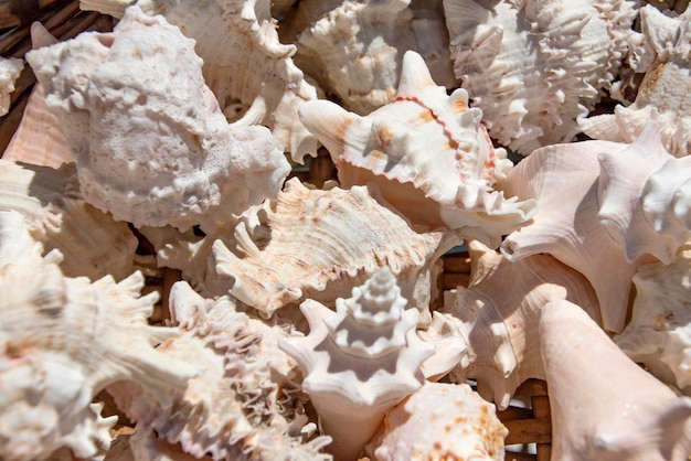 Seashells background, macro shot of beautiful seashells.