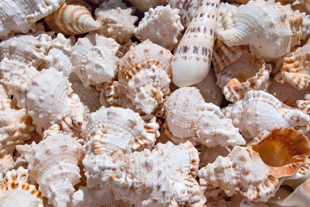 Seashells background, macro shot of beautiful seashells.