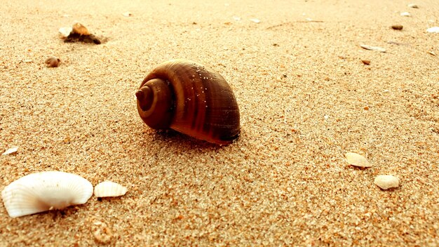 Seashells on a beach background