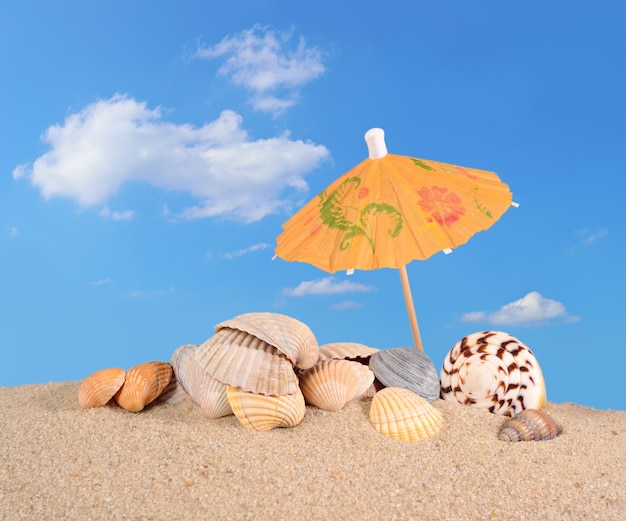 Seashells on a beach sand against the blue sky