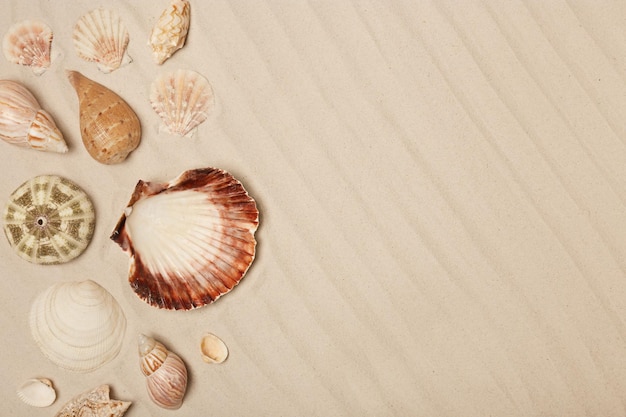 Seashells on beach sand top view with space for text