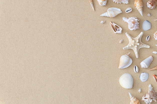 Seashells on beach sand