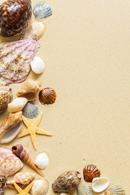 Seashells on the beach sand