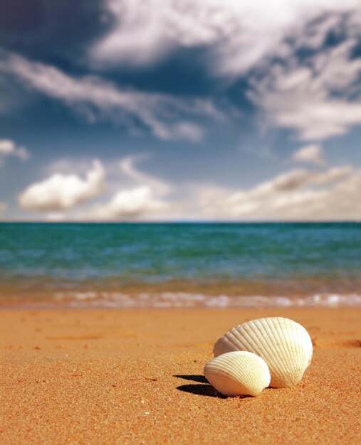 Seashells on beach vintage retro style