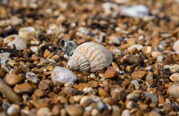 Seashells at beach