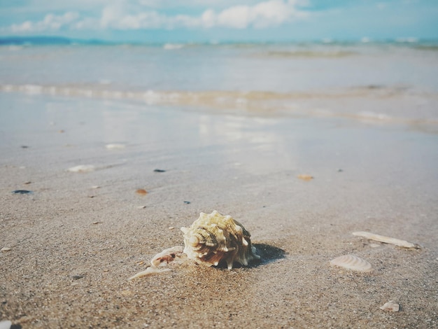 浜辺の貝