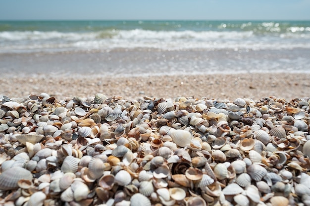 Seashells on beach