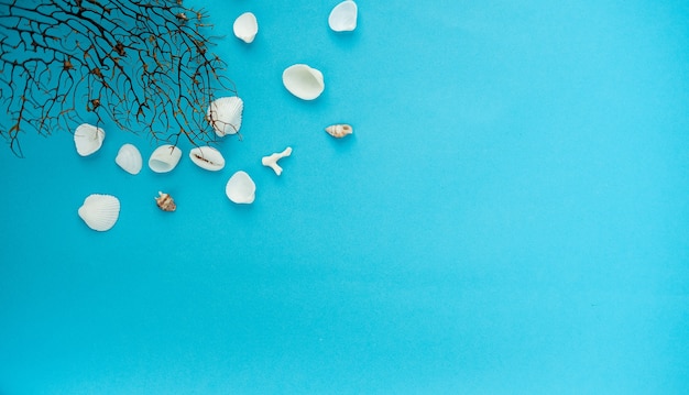 Seashells on a blue background