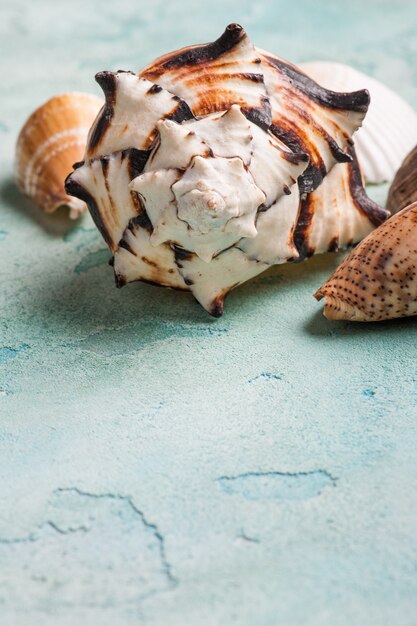 Seashells on blue concrete