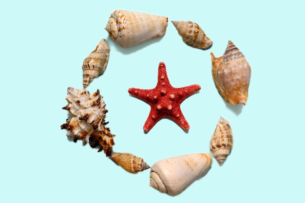 Морские ракушки на синем бумажном фоне Круг крупного плана