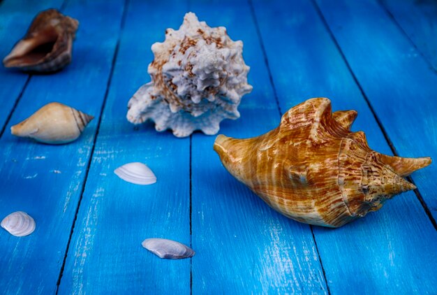 seashells on a blue vintage table desk