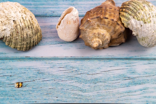 Photo seashells on a blue wooden background.marine theme