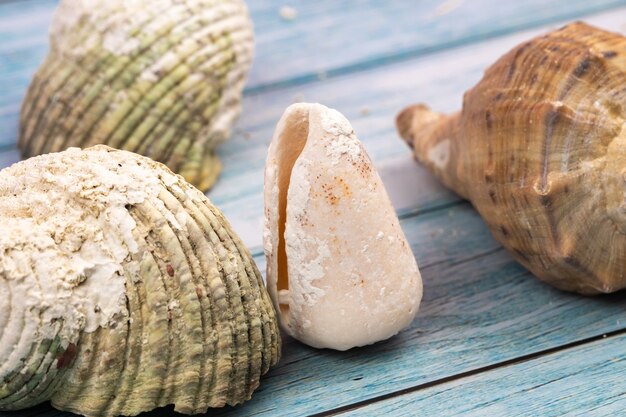 Seashells on a blue wooden background.Marine theme