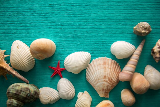 Seashells on blue wooden background 