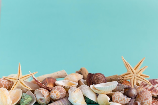 Seashells on a bright background