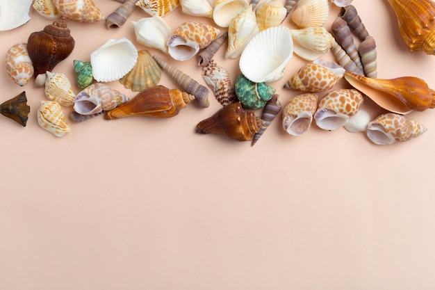 Seashells on a bright background