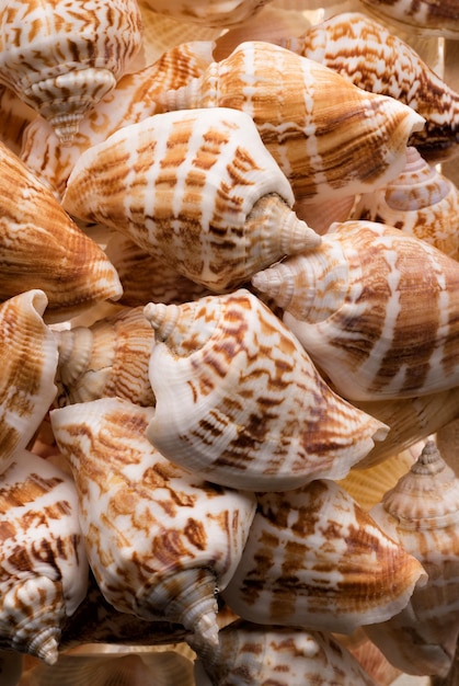 Seashells collection background